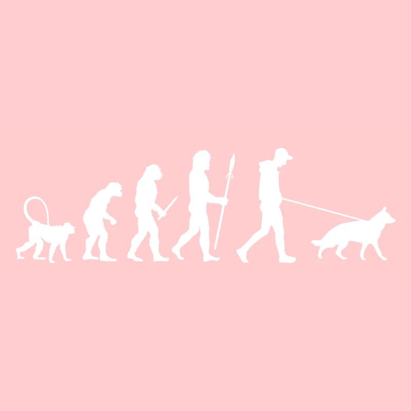 Évolution du berger allemand