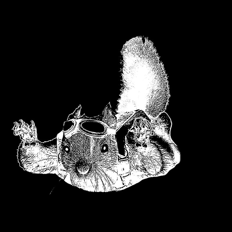 écureuil volant