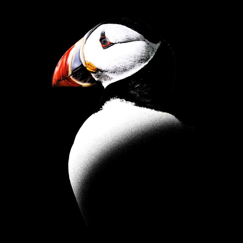 Atlantic Puffin
