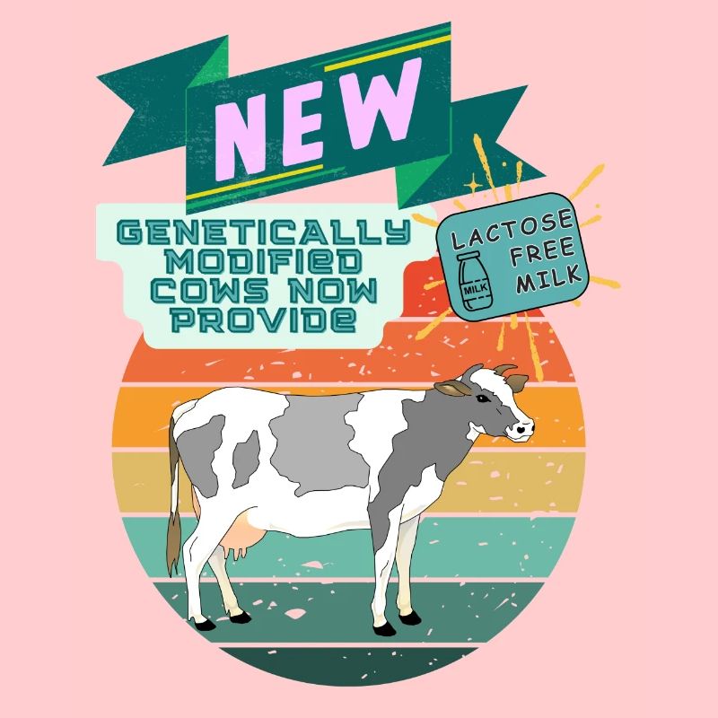 genetically modified cows