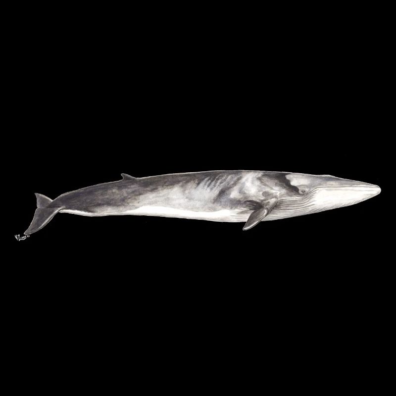 Fin whale Balaenoptera physalus