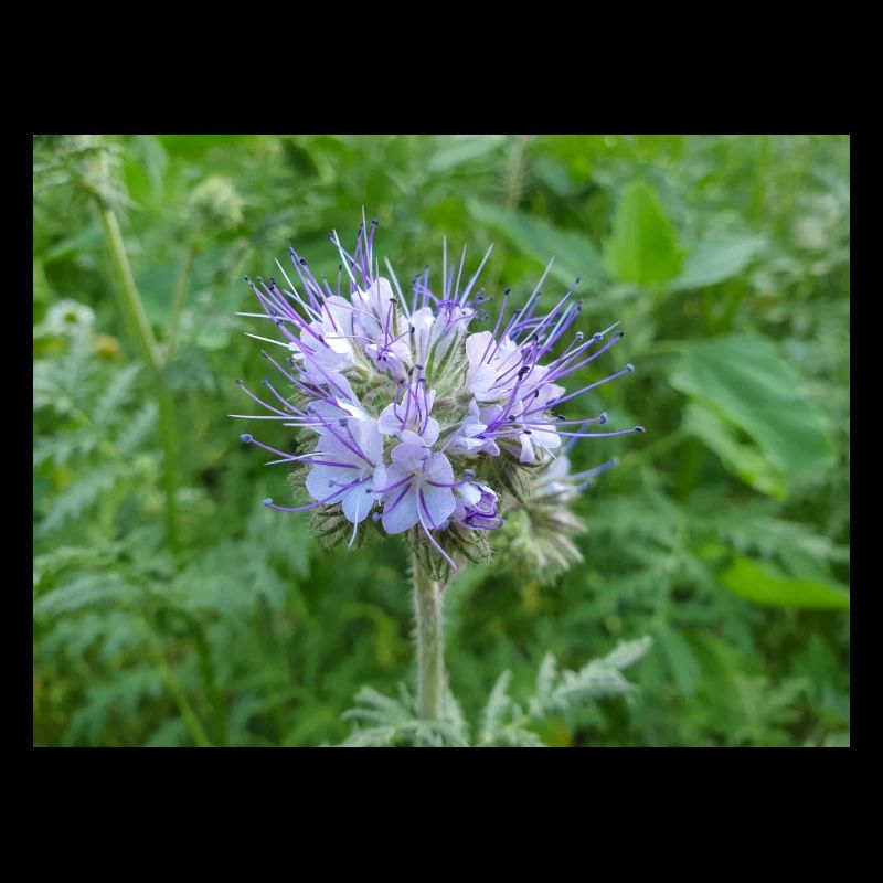 lacy phacelia also blue tansy also fiddleneck