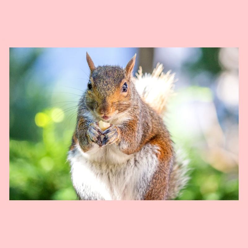 Manger l’écureuil gris Grauhörnchen