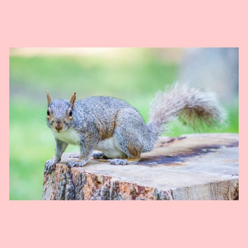 Écureuil gris Grauhörnchen Sciurus carolinensis