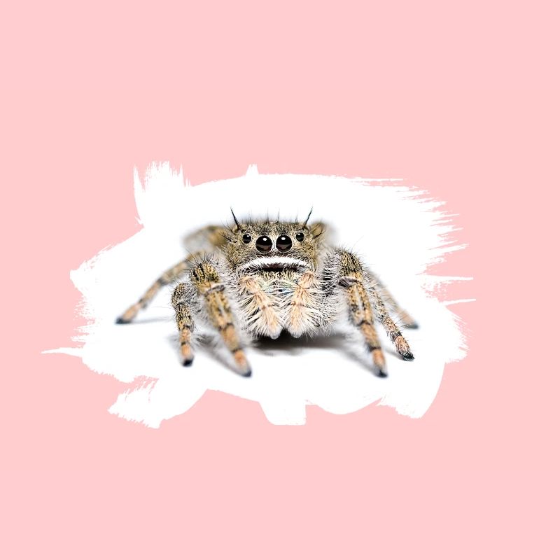 Phidippus texanus jumping spider, spring spinne.