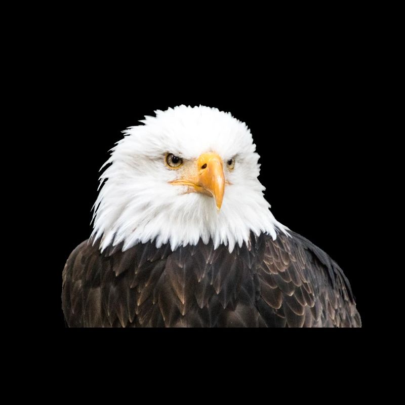 Aigle