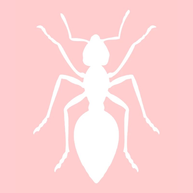 Fourmi - design avec des fourmis