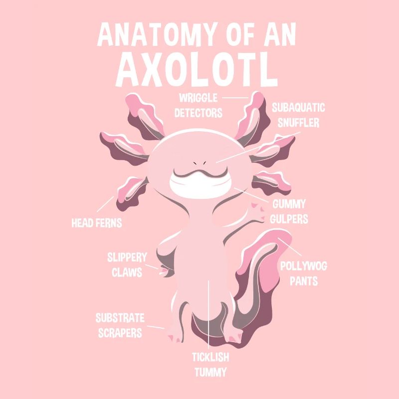 Anatomie eines Axolotls Lehrer Geschenk