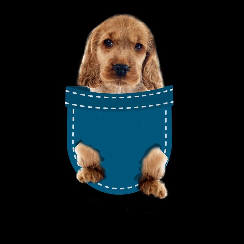 Cocker spaniel
