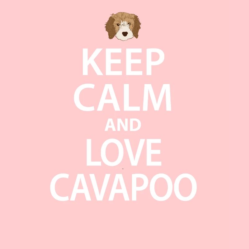 Cavapoo dog