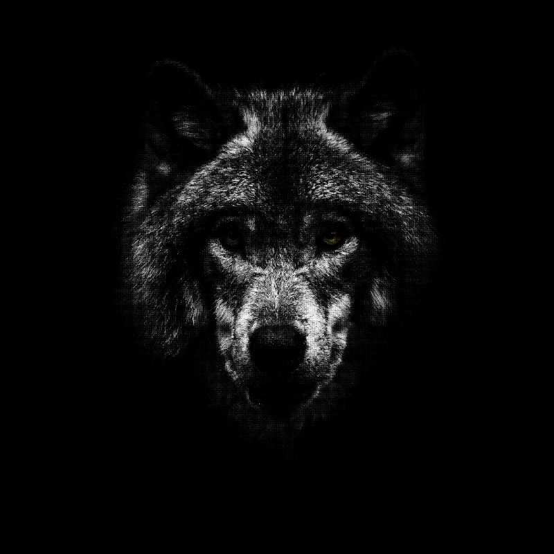 Weißer Wolf Wolfskopf