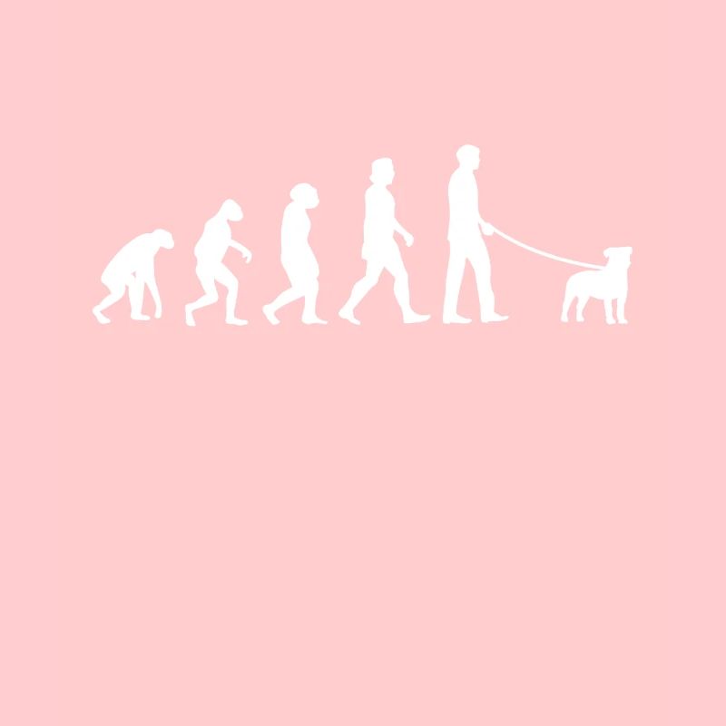 Jack Russell Terrier Evolution