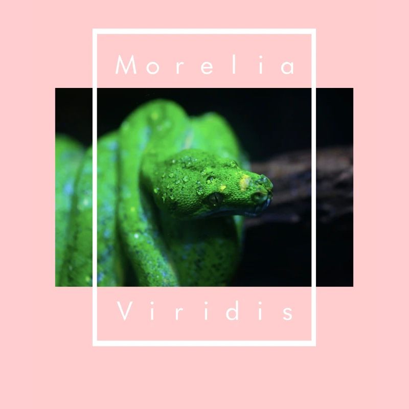 Morelia Viridis Snake Keeper Arbre Vert Python