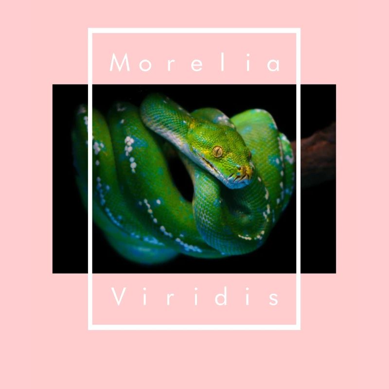 Morelia Viridis Arbre Vert Python Serpent Gardien