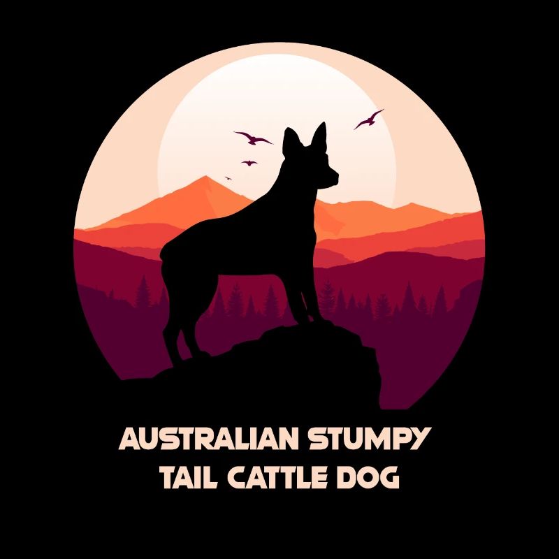 Chien de bétail australien à queue de souche