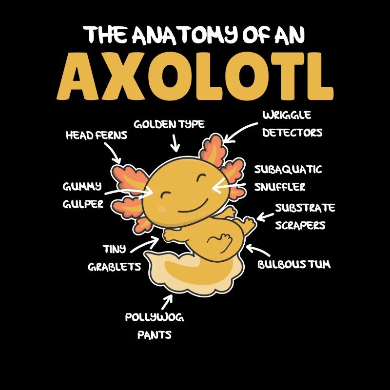 Axolotl Explication Anatomie d’un Axolotl