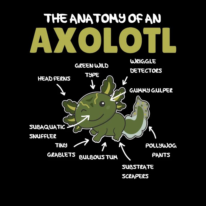 Axolotl Explication Anatomie d’un Axolotl