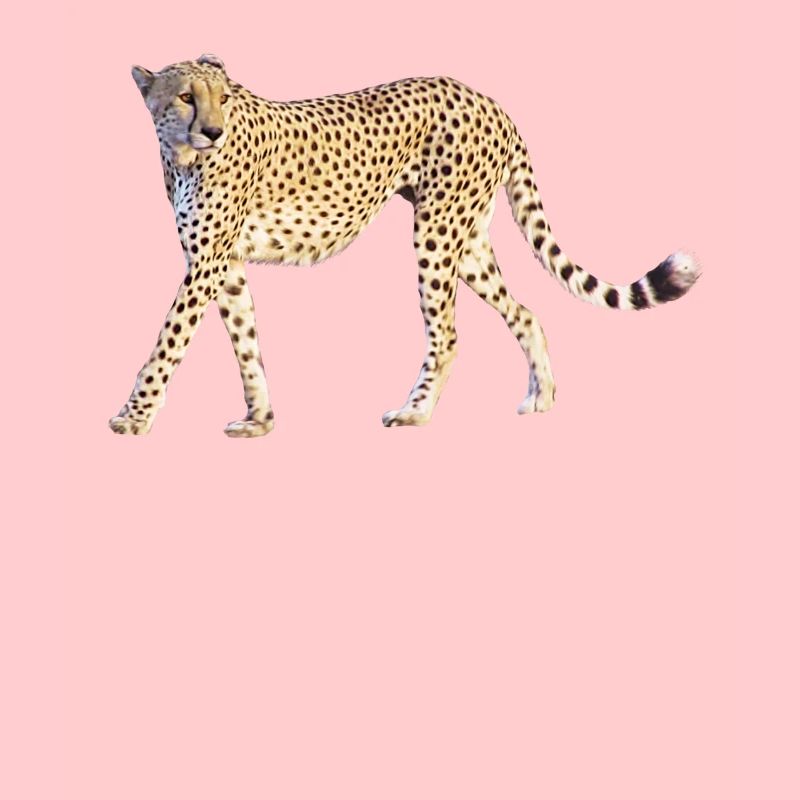 Guépard - Gros Chat - Chat - Faune en Afrique