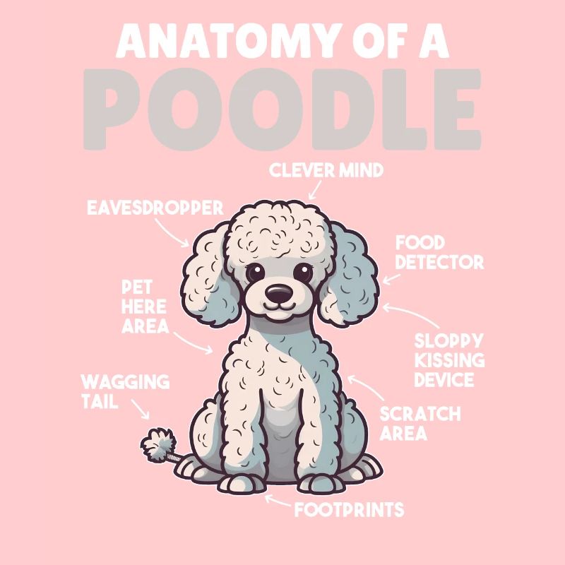 Explication du chien Anatomie d’un caniche