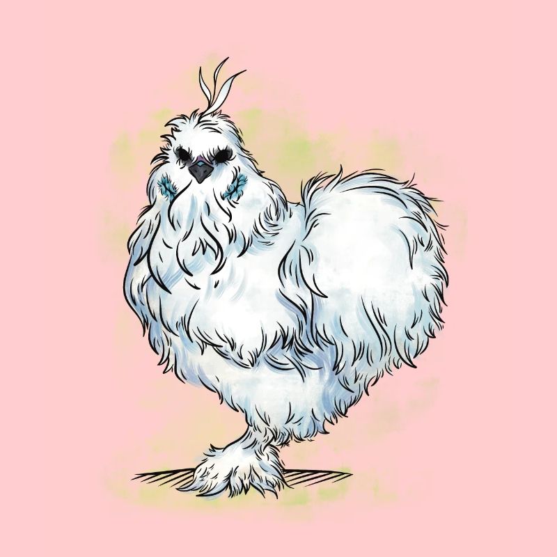 Silk Chicken Breed Dwarf Chicken Breeding