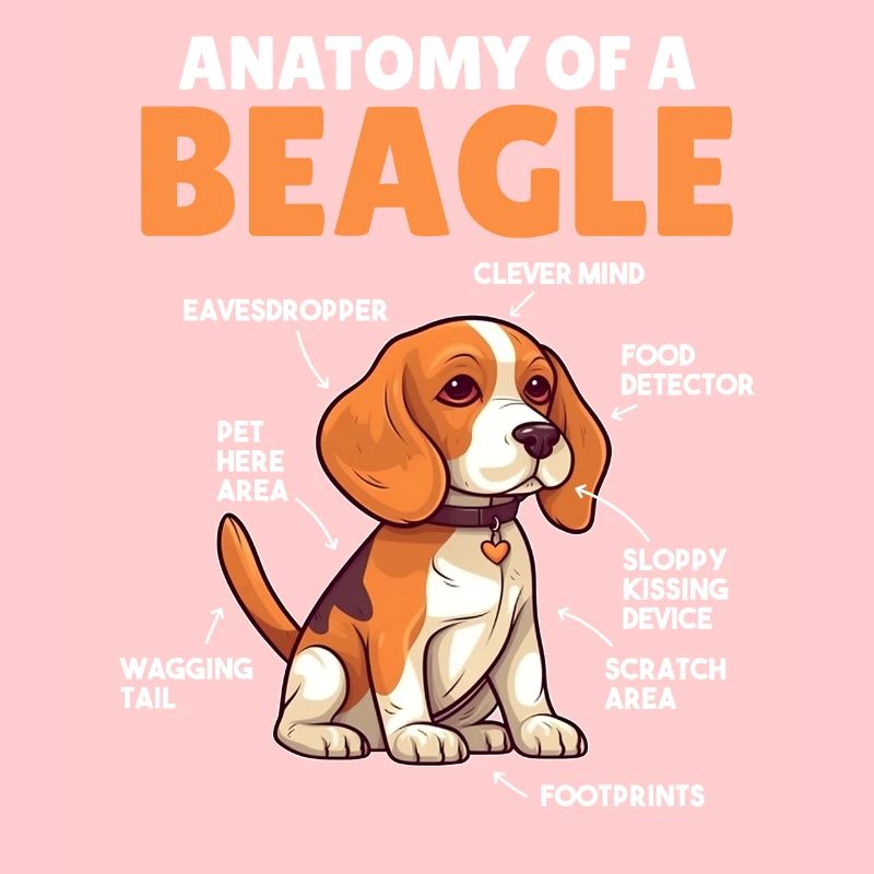 Explication du chien Anatomie d’un beagle