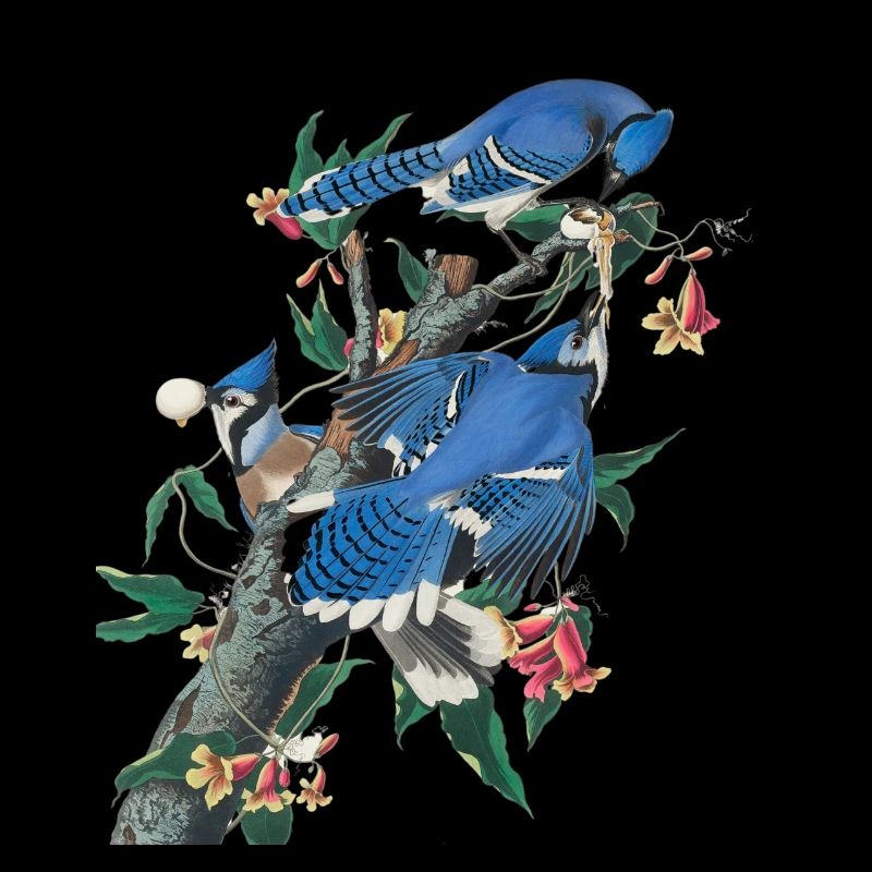 Audubon Blue Jay