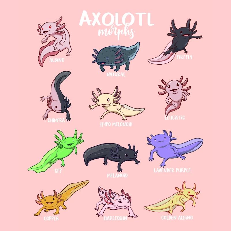 Différents types d’axolotl kawaii