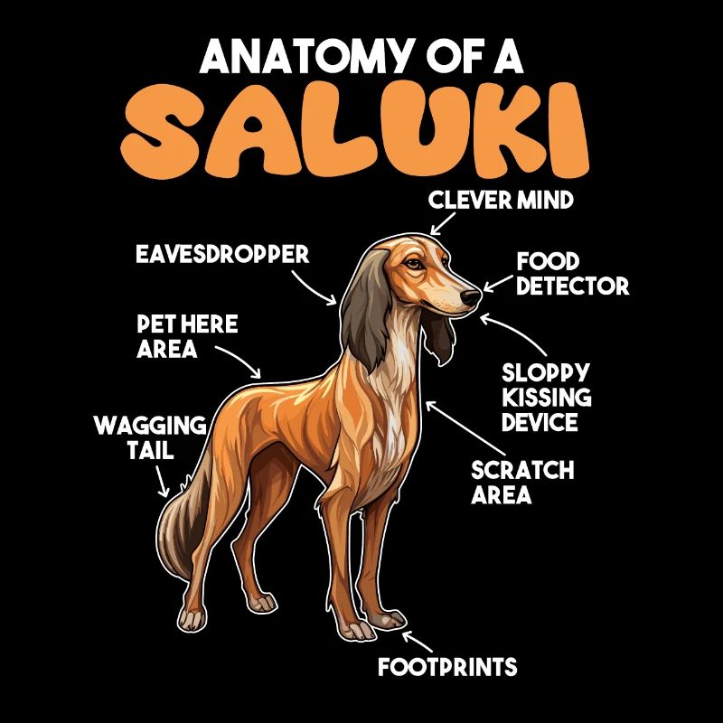 Explication du chien Anatomie d’un Saluki