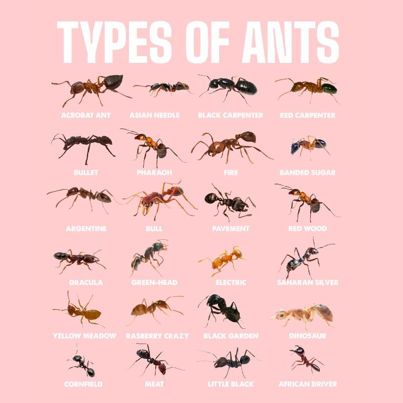 Types de fourmis pour les amateurs de fourmis