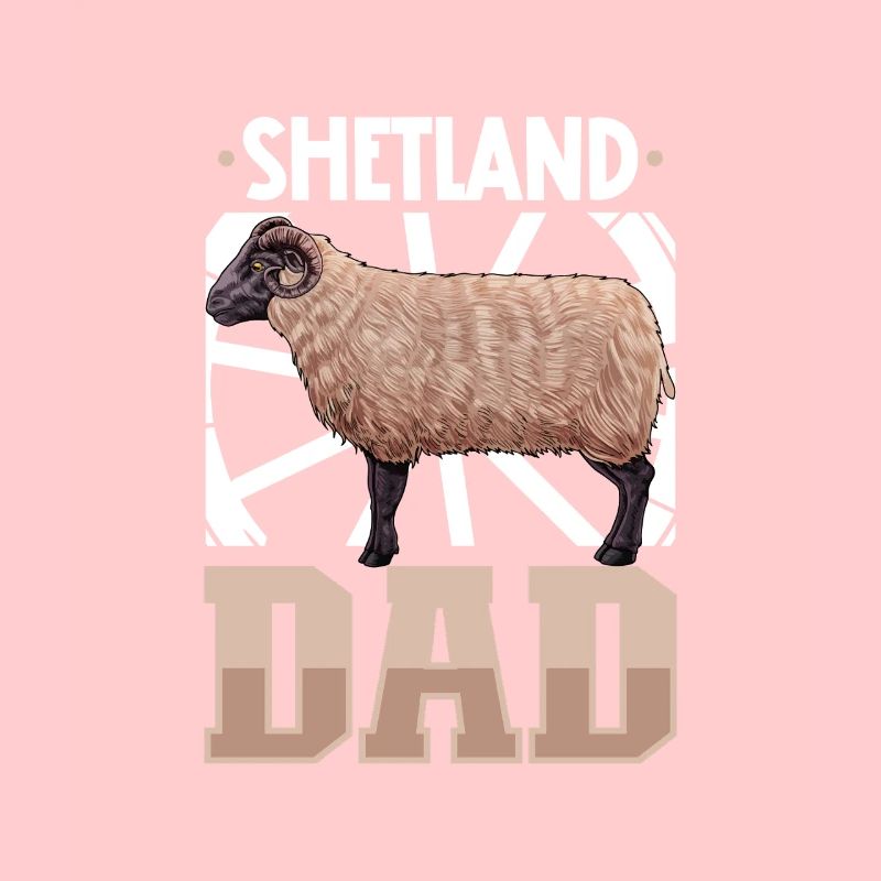 Shetlandschaf Papa