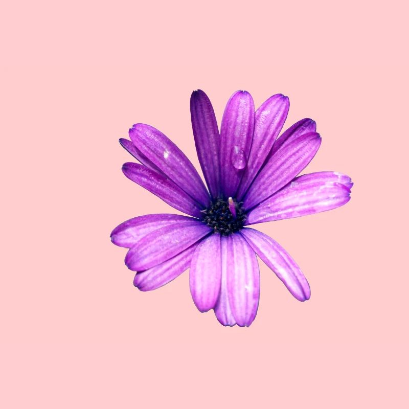 Fleur pourpre