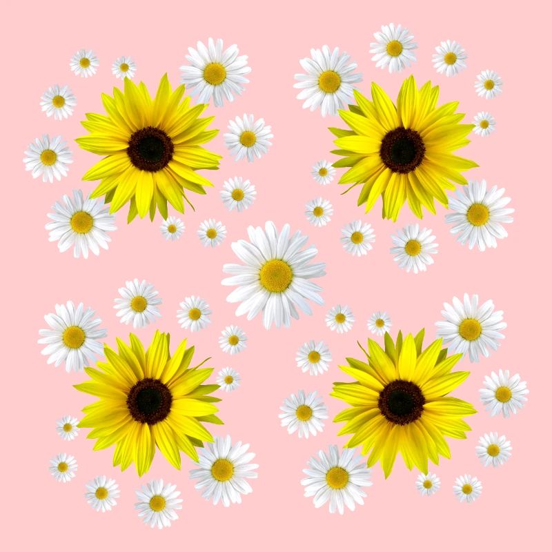 Margeriten Sonnenblumen floral Gänseblümchen Blume