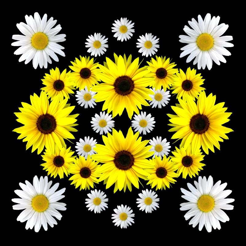 Sonnenblume Blüte Gänseblümchen blumig Margeriten