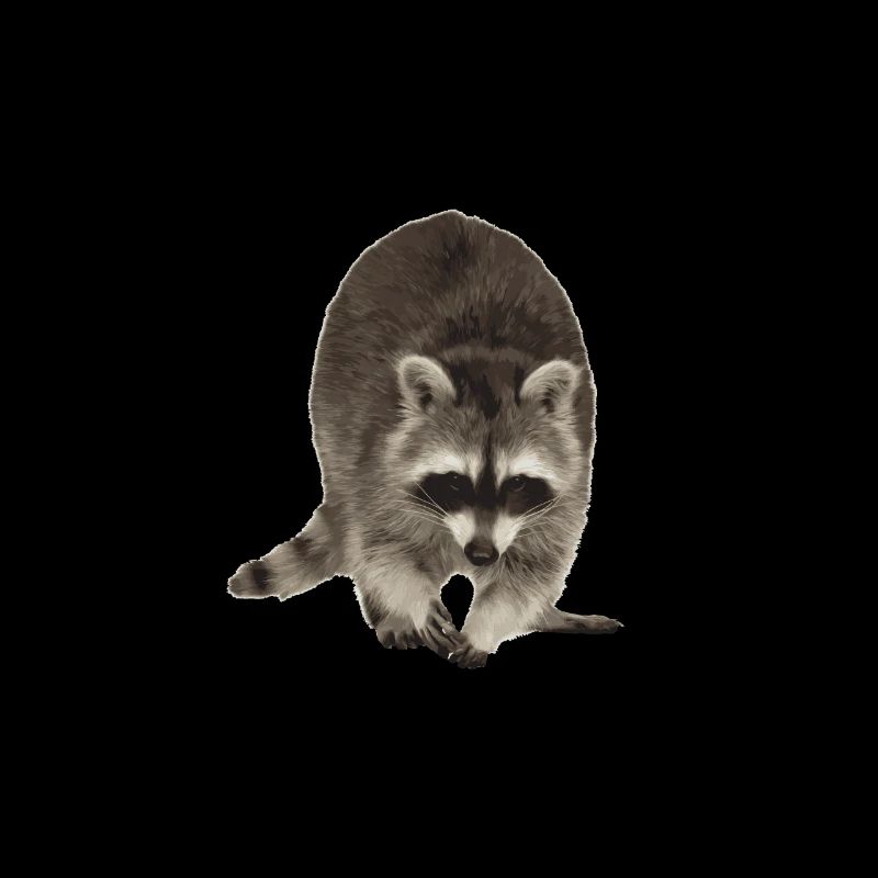 Raton laveur