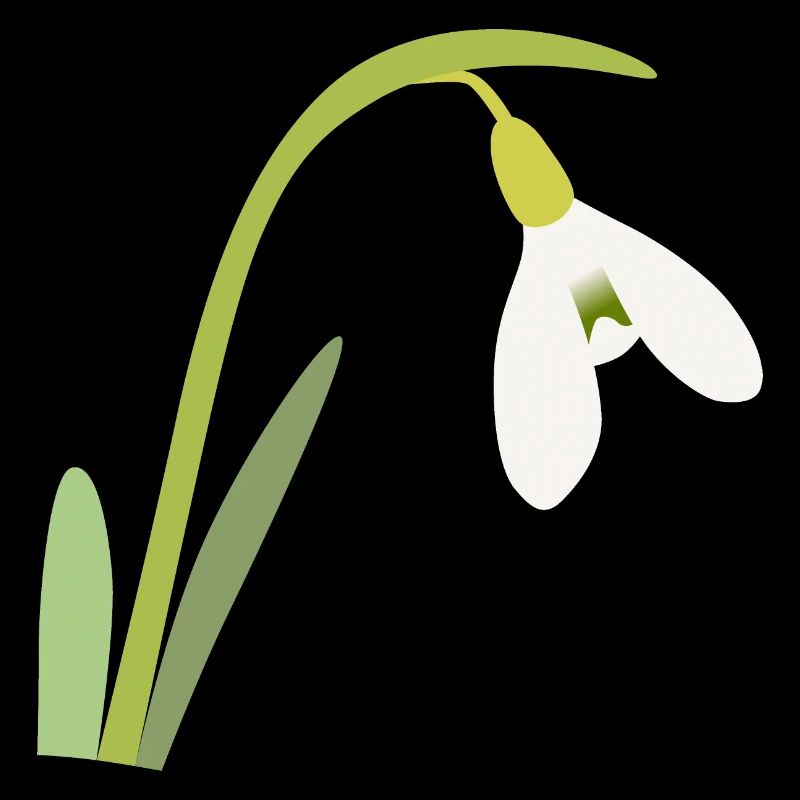 snowdrop