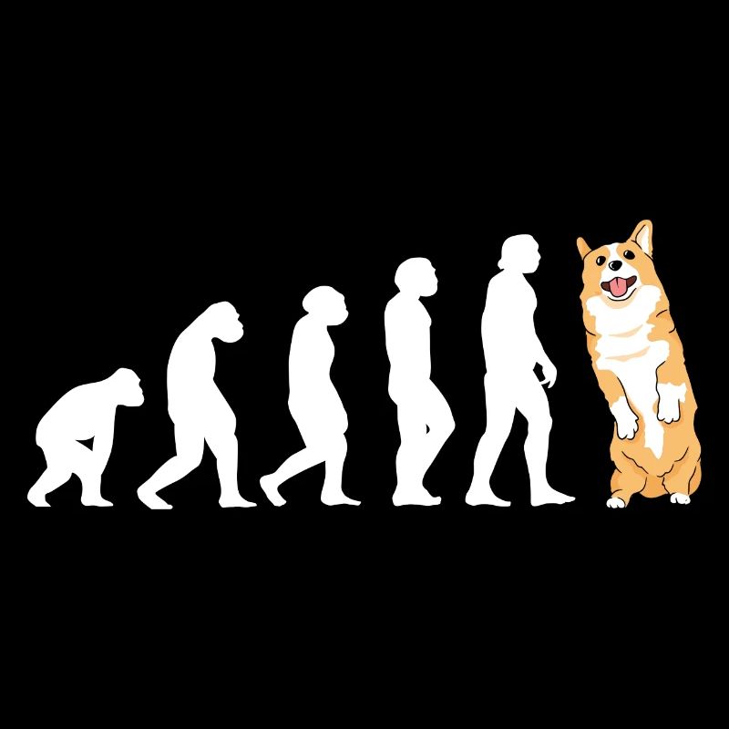 Évolution du chien Corgi