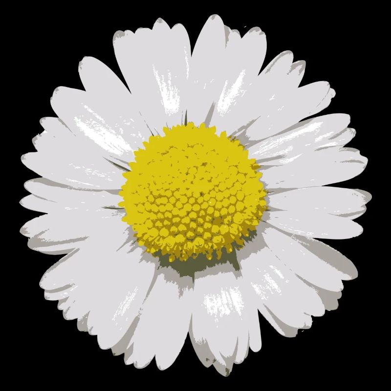 Gänseblümchen