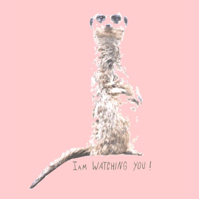 Erdmaennchen watching light