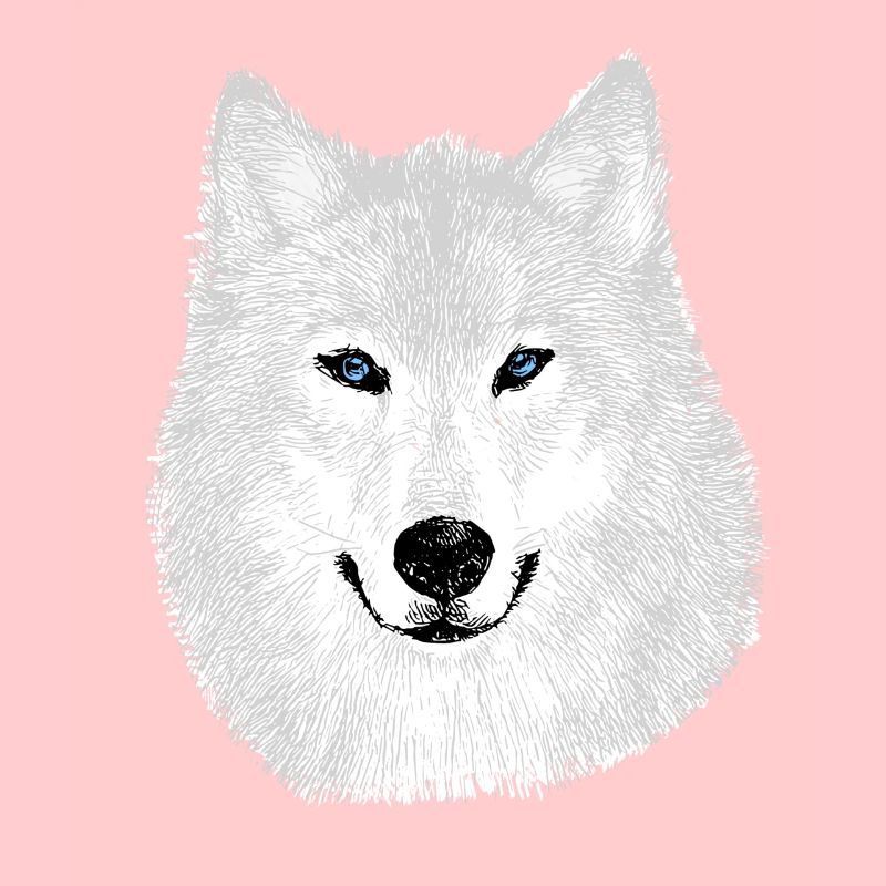 Loup des neiges