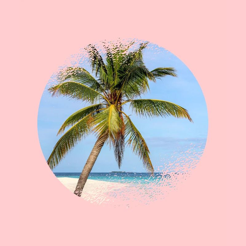 Maldives palm tree