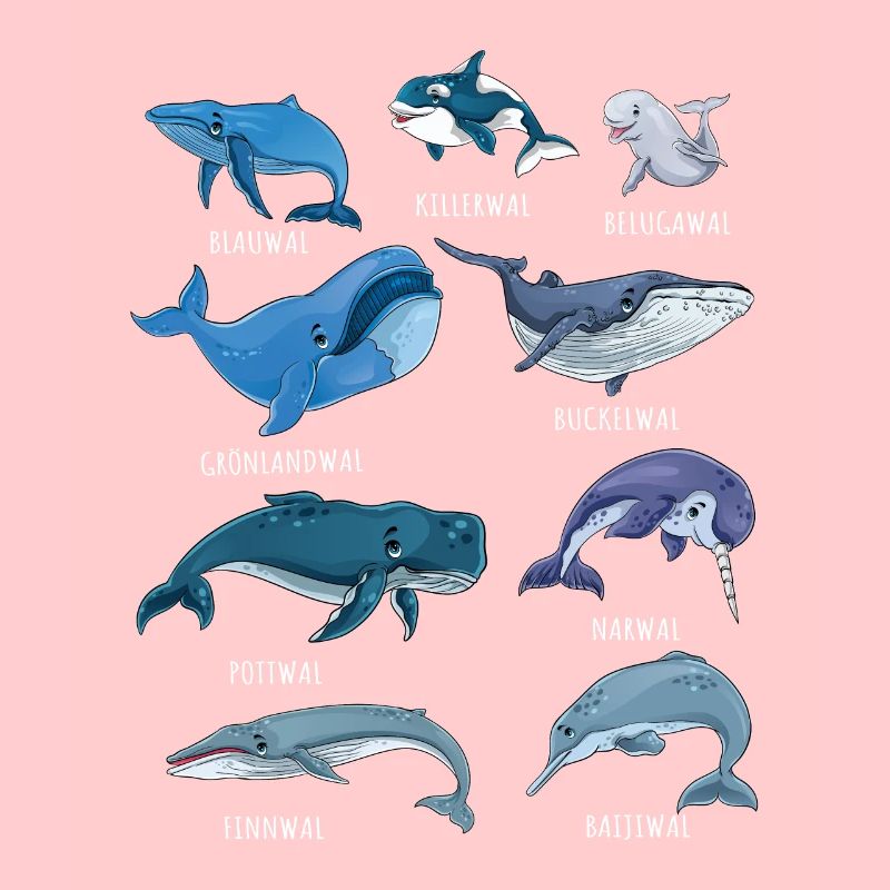 Types de baleines | Baleine baleine bleue narval cachalot