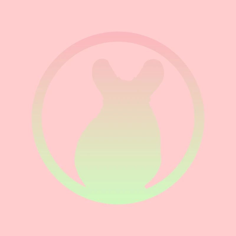 Rodent Chipmunk Chipmunk