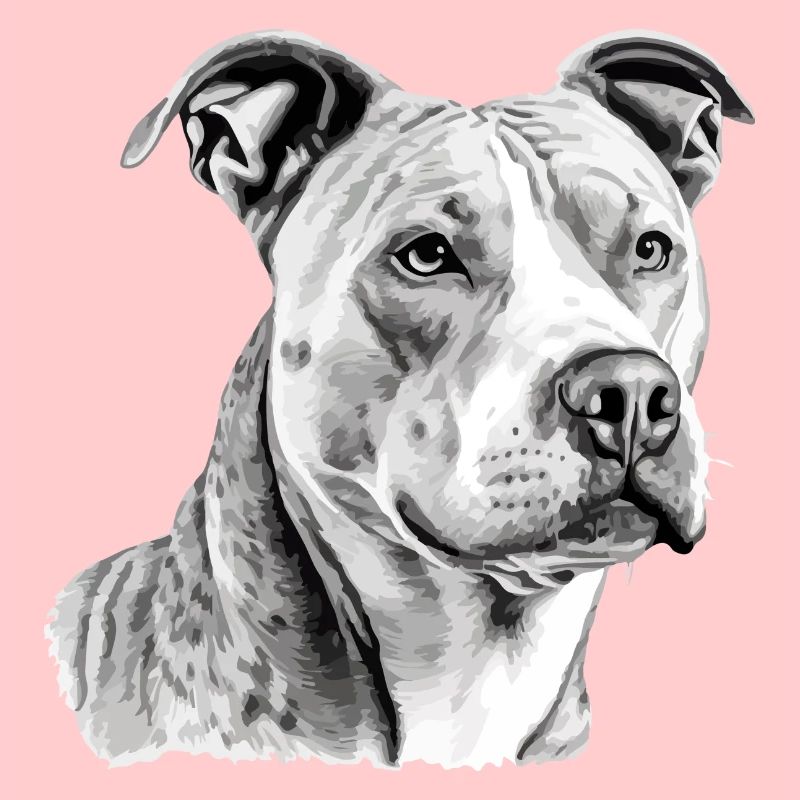 Jack der Pitbull