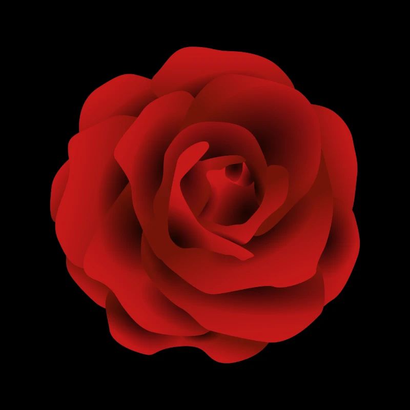 Farbenfrohe Blüte Rose