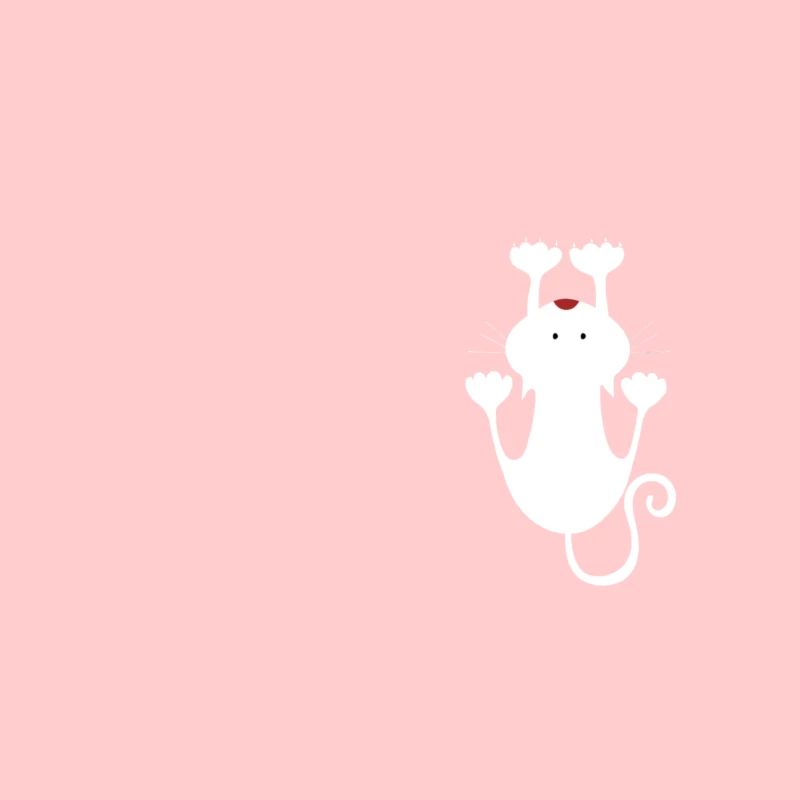 Chat blanc, chat mignon / chaton