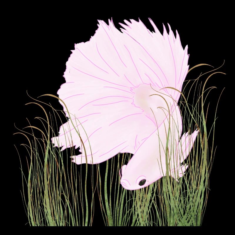 Betta Splendense Halfmoon Left Pink