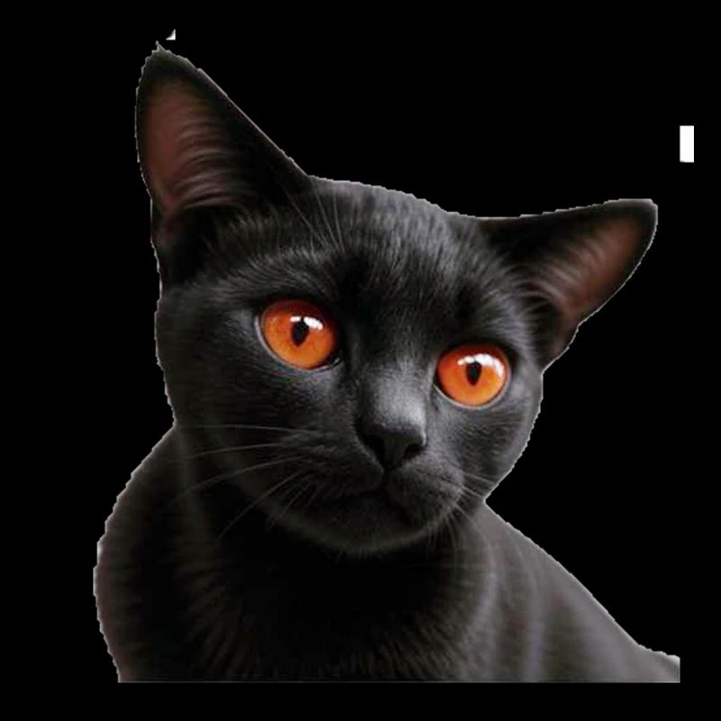 Schwarze Katze