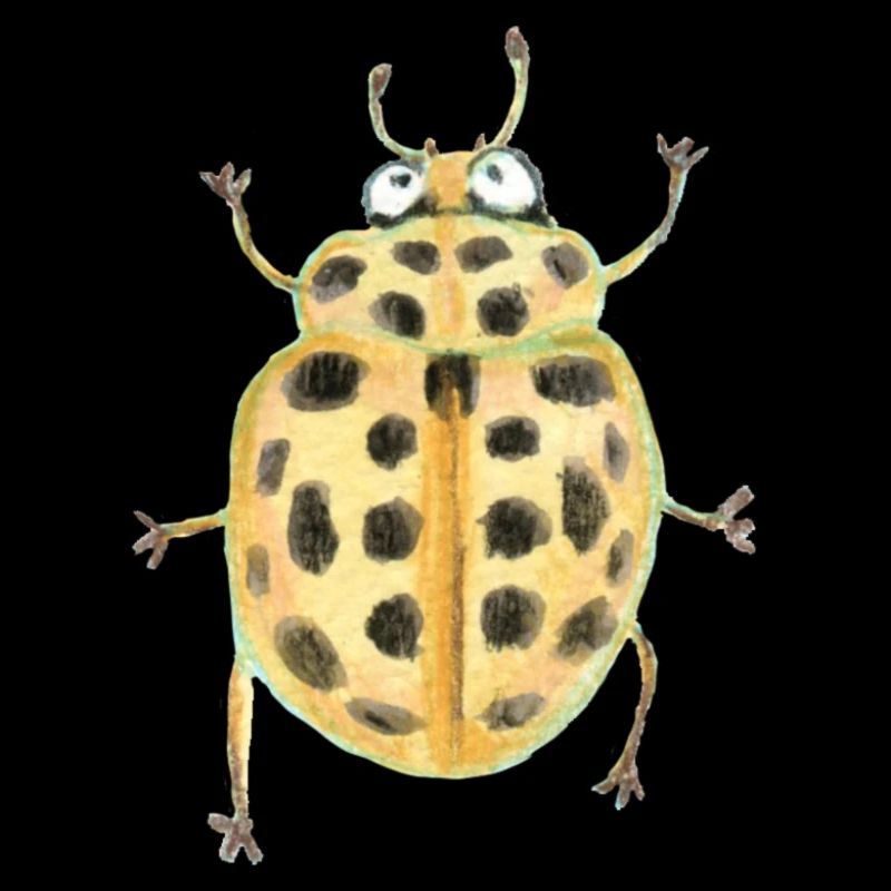 Pond ladybug
