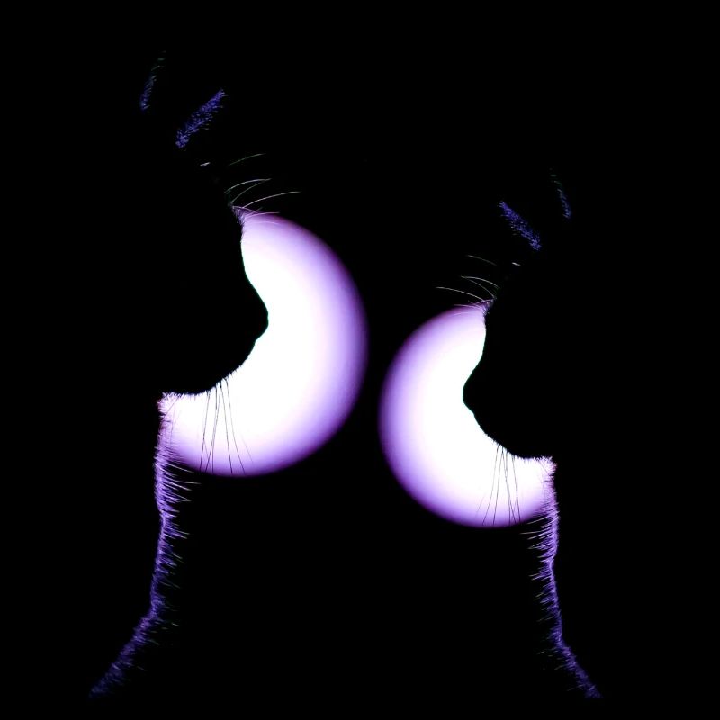 Chats à la discothèque