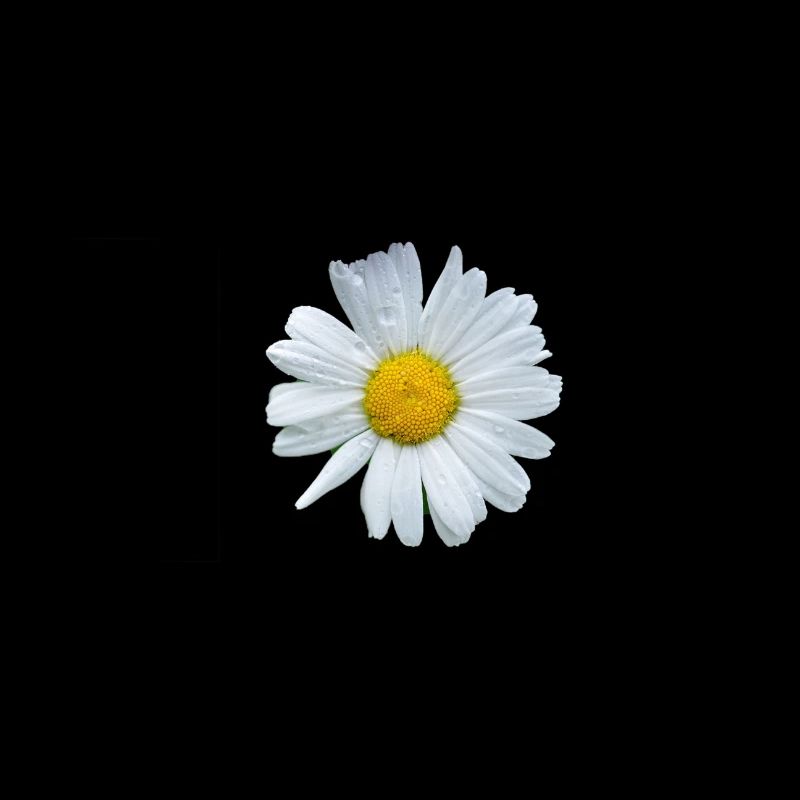 daisy